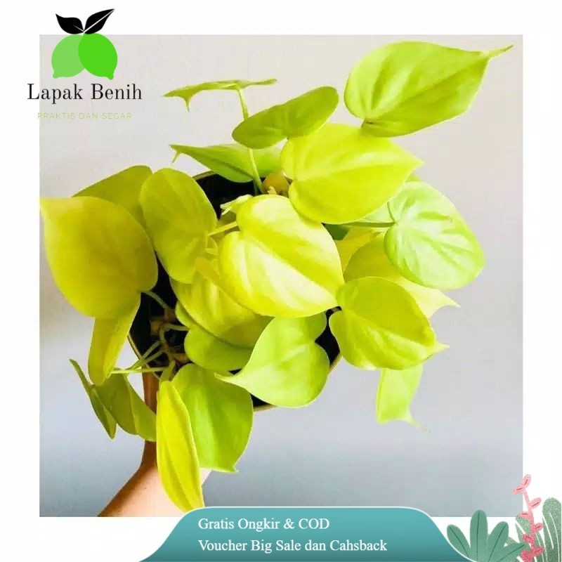 Tanaman Sirih gading Love Tanaman Sirih Gading Lemon Tanaman sirih gading love