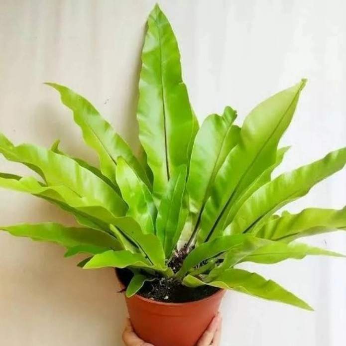 Tanaman hias kadaka tempel - Kadaka sarang burung - Tanaman hias kadaka sarang burung