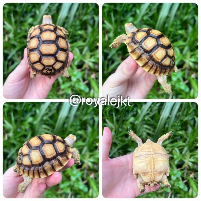 SALE -Sulcata thinline dotless kualitas premium no minus - 15