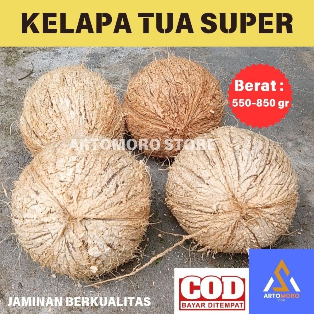 

KELAPA | KELAPA SUDAH KUPAS | KELAPA TUA | KELAPA SUPER - COCOS NUCIFERA