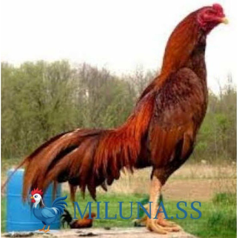 

FERTIL TELUR TETAS AYAM KING PLUCKER SUPER SPEED UNTUK DI TETASKAN
