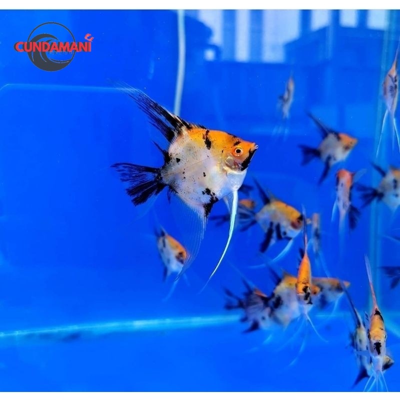 Ikan Layang-Layang / Angelfish / Manfish Red Devil Koi cunda