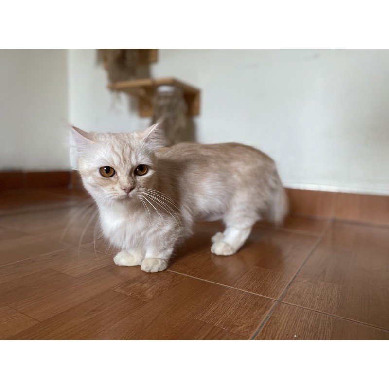 Kucing Cebol atau MUNCHKIN