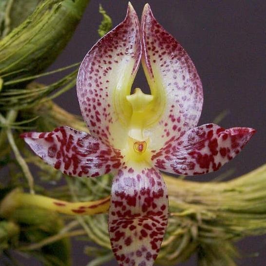 [ DEWASA ] Bulbophyllum macranthum - Keindahan Eksotis Beraroma Cengkeh