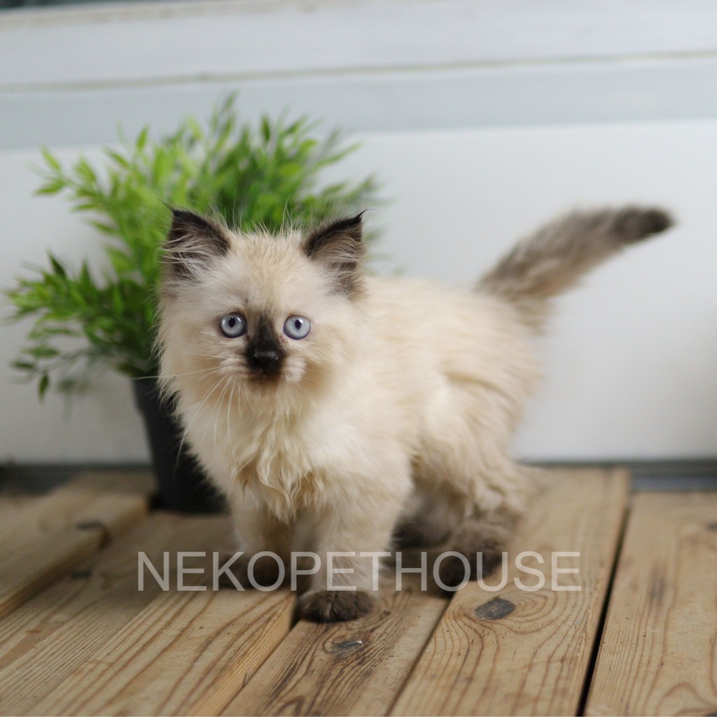 KUCING KITTEN PERSIA HIMALAYA SEAL POINT 2,5 BULAN