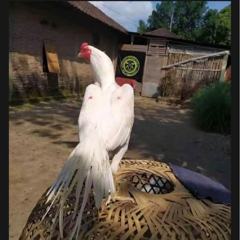 

TELUR AYAM BANGKOK TANGGUH EKOR LIDI UNTUK DITETASKAN| mutiara bibit murah