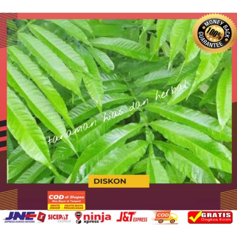 

Daun Sungkai Daun Sungkei Daun Sungkai Sungkei Obat Herbal Alami Anti Virus Corona 150gram Termurah