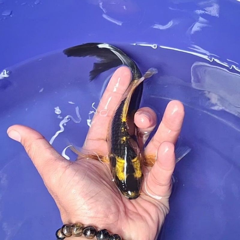 __ Ikan Koi Blitar Jenis Kumpay, Slayer / Rumah Koi Jakarta / kode 003