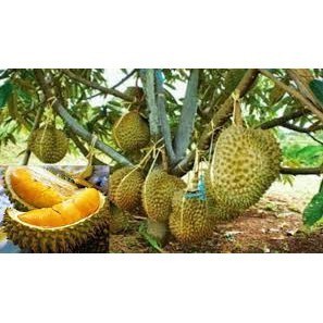 [COD] DURIAN MUSANG KING KAKI 3 |  Buah Pahit & sedikit Manis | Daging Tebal | berbiji Kecil | jamin