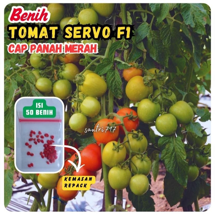 50 benih tomat servo f1 repack cap panah merah