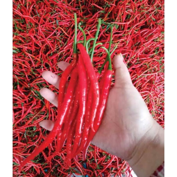 

cabe Merah Keriting 100 gram - segar