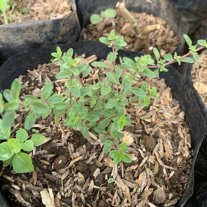 Pohon Thyme Herbal - Bibit Pohon Thyme