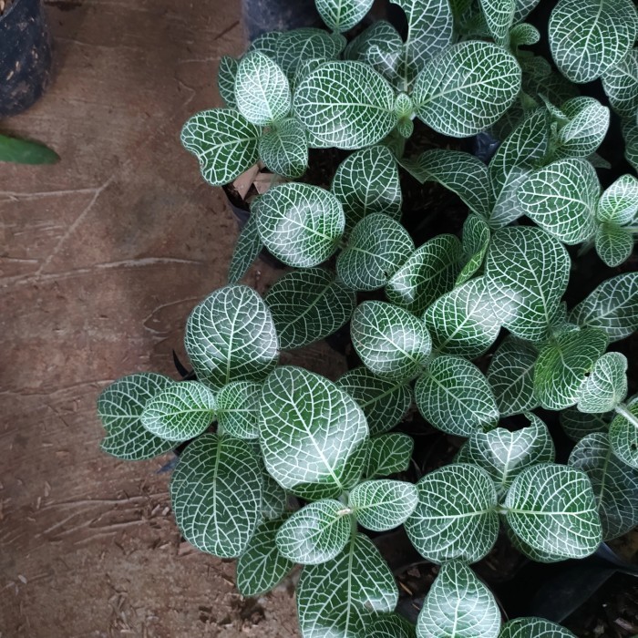 MURAH tanaman fittonia albivenis - fittonia silver