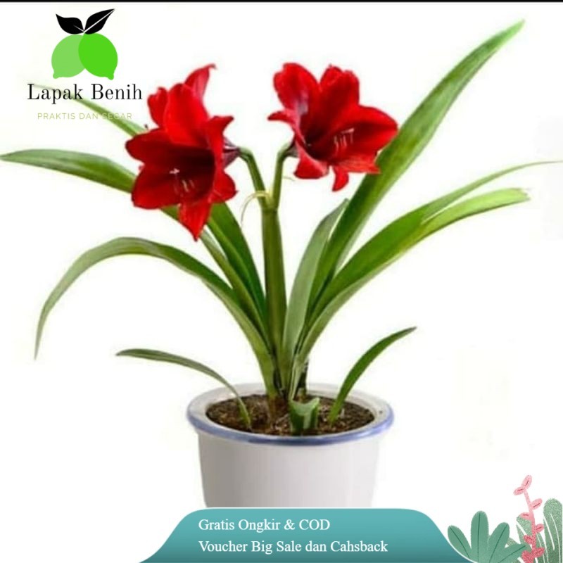 bunga bakung amarilis merah putih tanaman hias bunga bakung