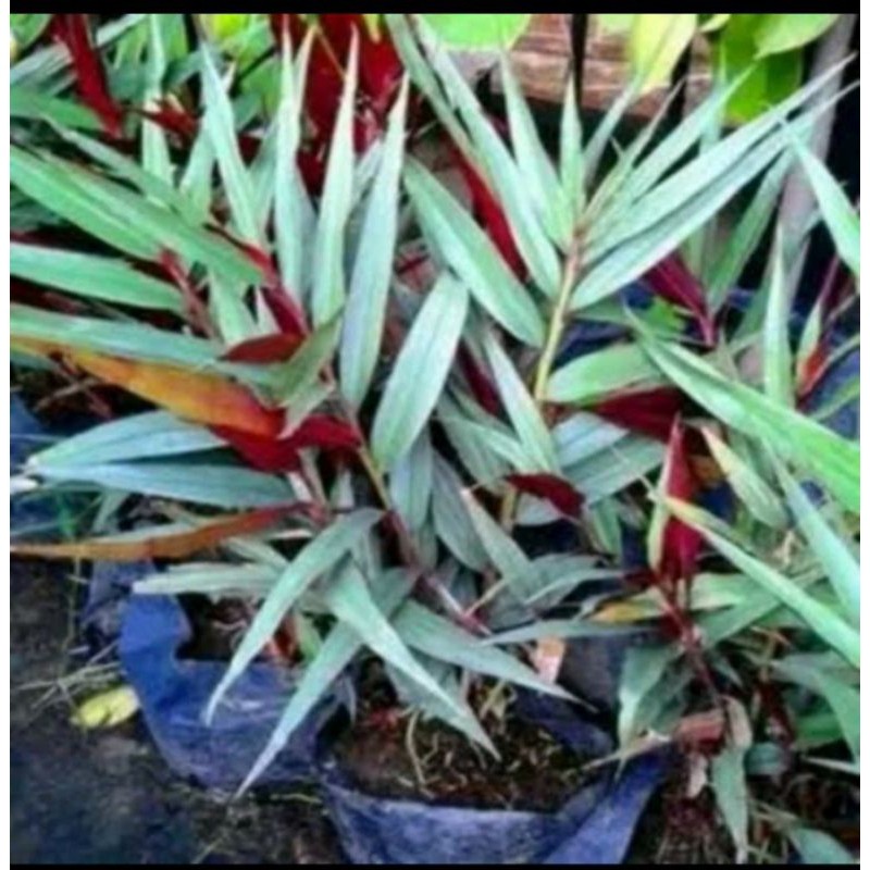 Bibit Tanaman Jahe Merah Asli Rimbun