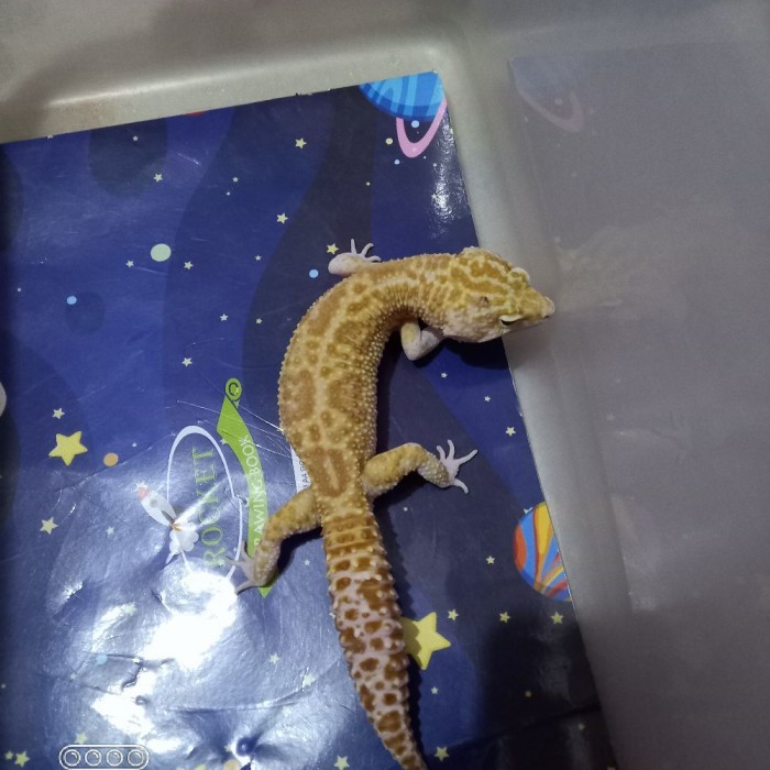 SALE -leopard gecko super giant remaja