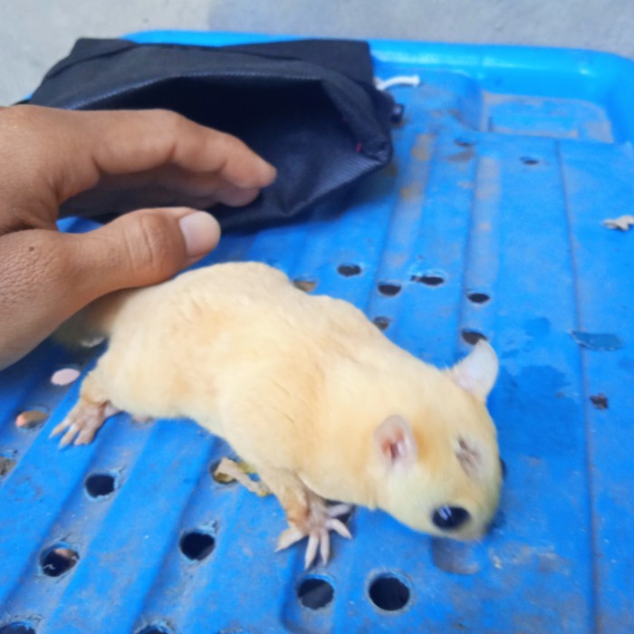 SALE -sugar glider cg, wf, leu, moza dewasa - white face