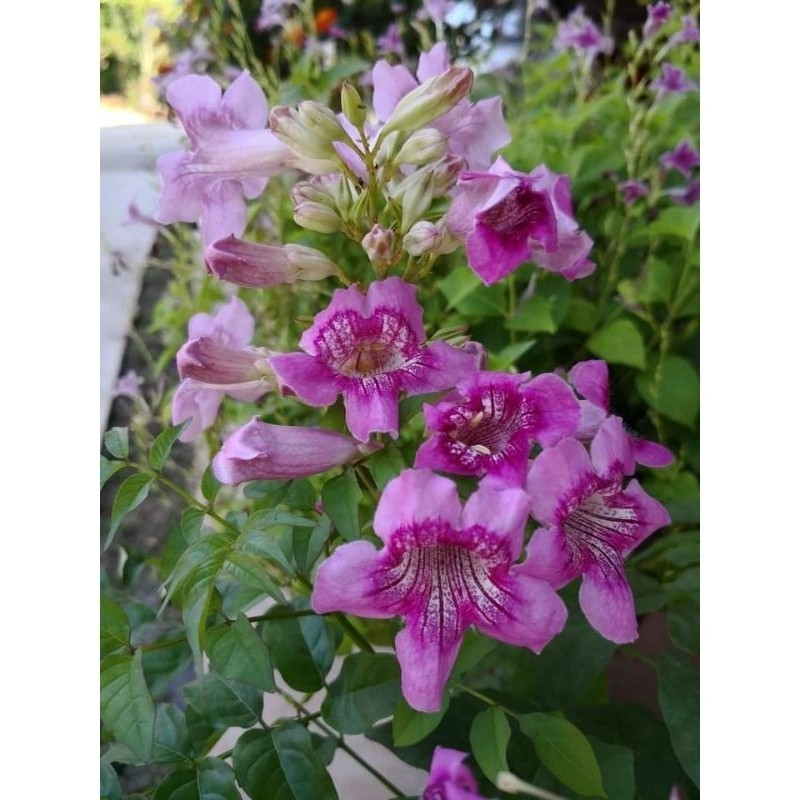 KOKOWA FLORA Tanaman Bunga Tecoma pink terompet pink - Tecomaria pink Cantik segar