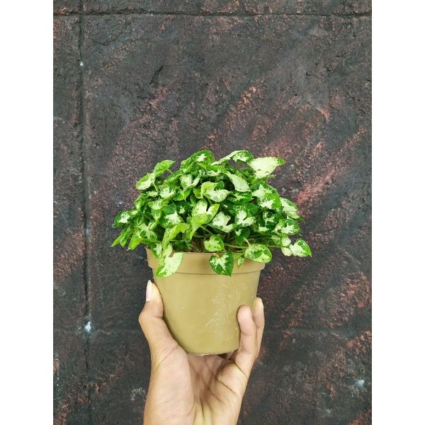 KOKOWA FLORA Bunga Keladi Mini Imut Segar Mungil Tanaman Hidup Cantik Kembang Keladi Murah Bagus Luc