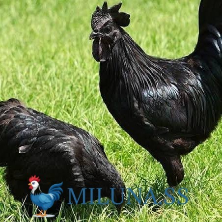 FERTIL TELUR TETAS Telur ayam hias cemani lidah hitam fertil asli siap ditetaskan - ayam cemani
