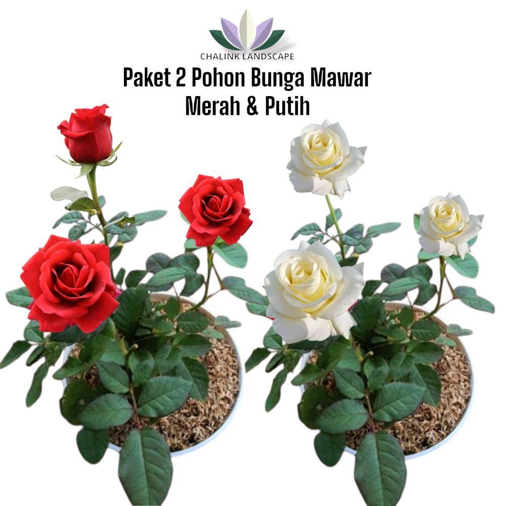 Paket 2 Pohon Mawar Merah & Putih - Bunga Mawar merah - Tanaman Hias Bunga Mawar putih - Mawar Impor