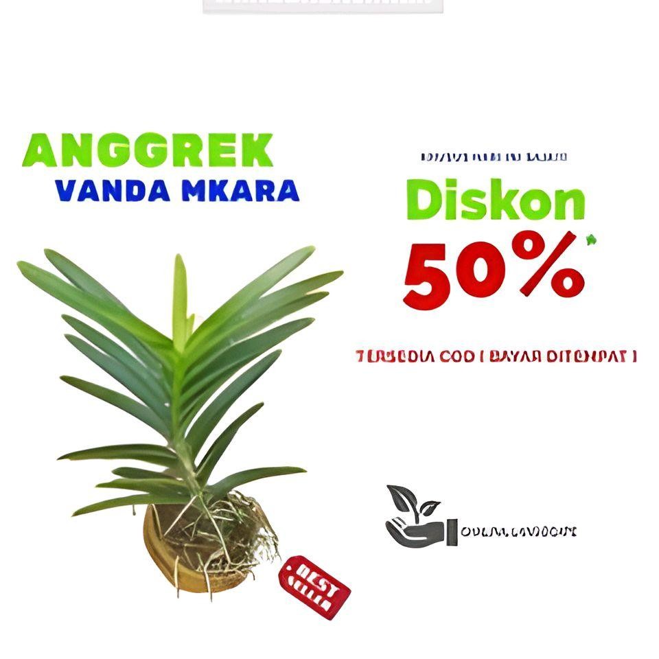 Tanaman Anggrek Vanda Mkara Dewasa Siap Berbunga / Bunga Anggrek Vanda / anggrek