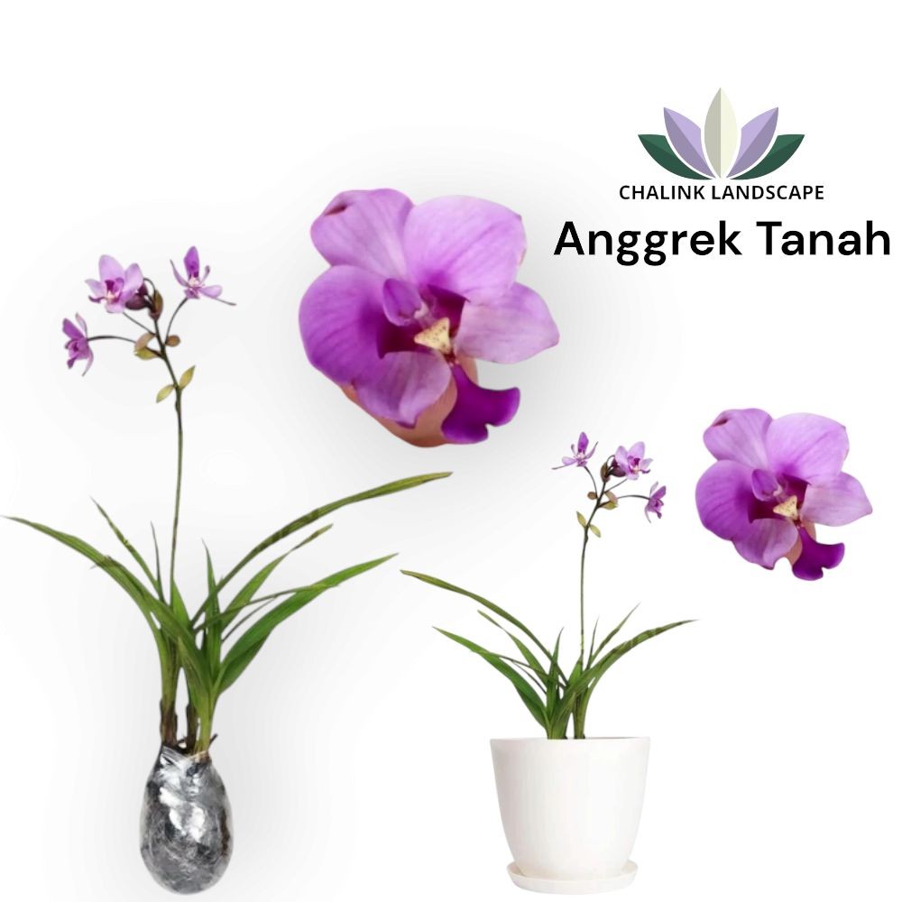 Tanaman Hias Bunga Anggrek Tanah / Anggrek / Bunga Anggrek / Tanaman Anggrek
