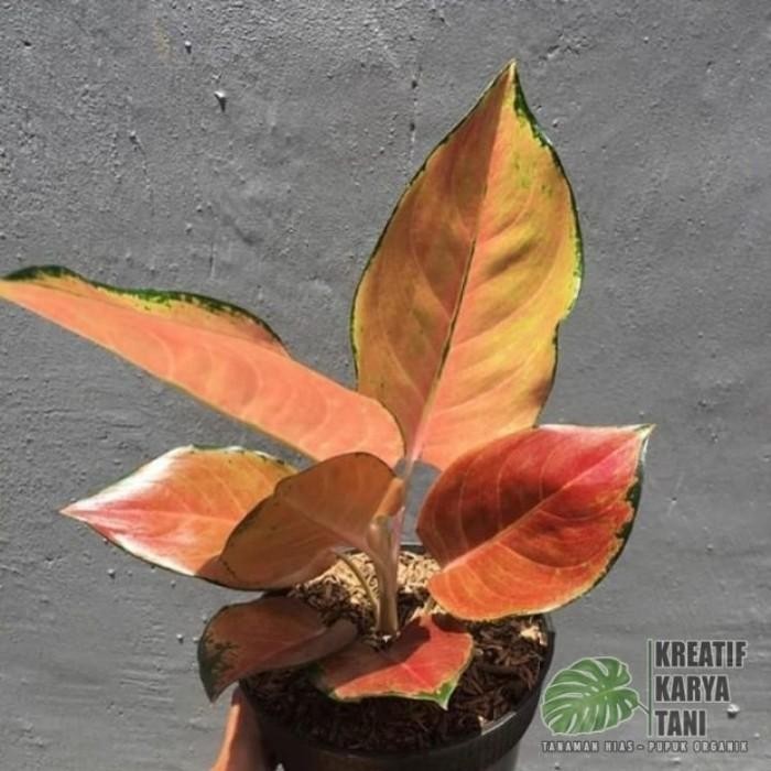 Aglonema kochin tembaga monvory - Aglonema kochin monvory