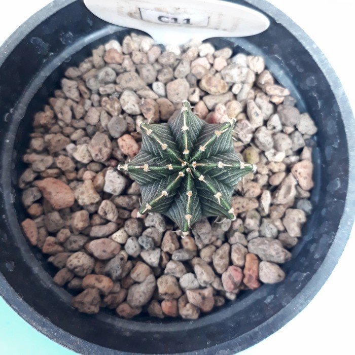 Kaktus Gymnocalycium Gymno LB2178 LB 2178 Aguadulce Agua Dulce Paket 1