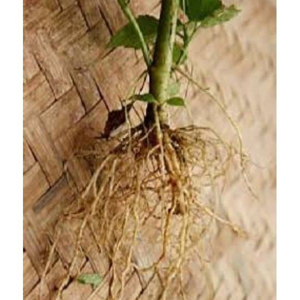 

Akar Bandotan Segar 1000gram - GRATIS daun bandotan segar