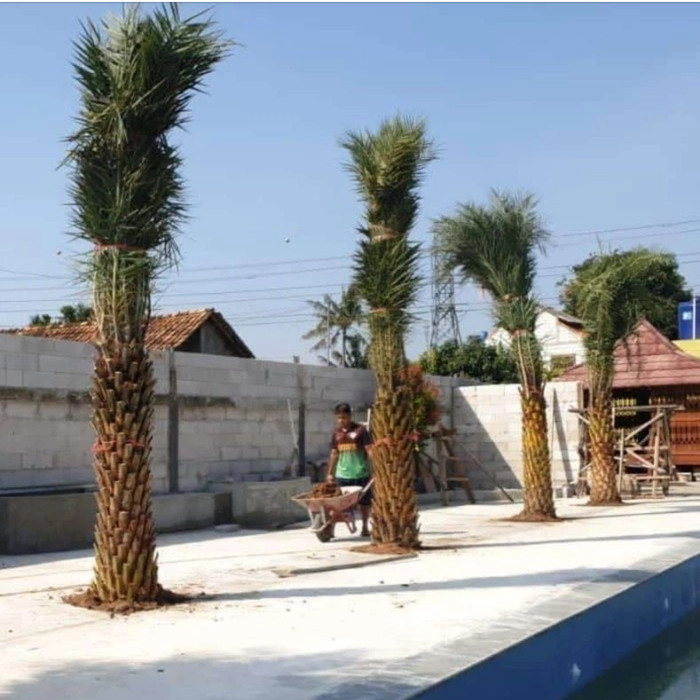 TANAMAN HIAS PALM KENARI SILVER -  TANAMAN PENEDUH KENARI