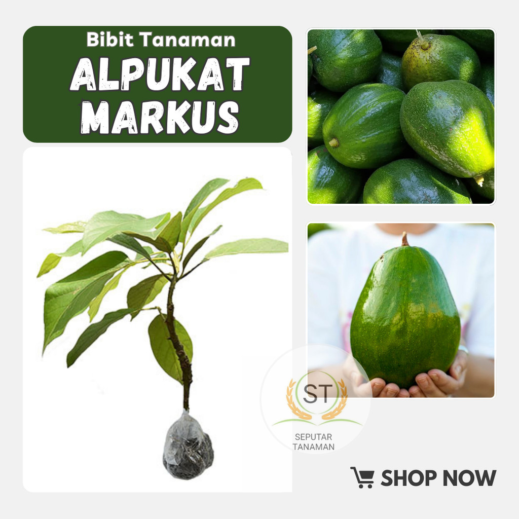 BIBIT ALPUKAT MARKUS TINGGI 1 METER UP