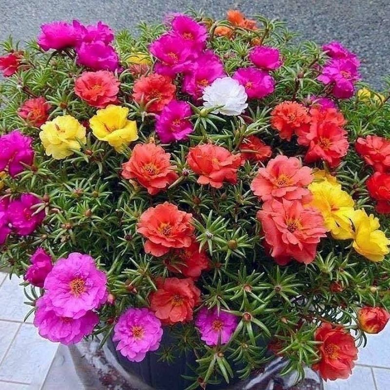10 Batang krokot tumpuk mossrose sudah berakar