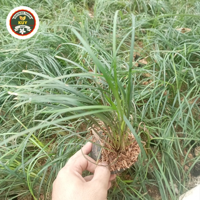 Tanaman Kucai Gondrong Tanaman Hias Kucai Gondrong