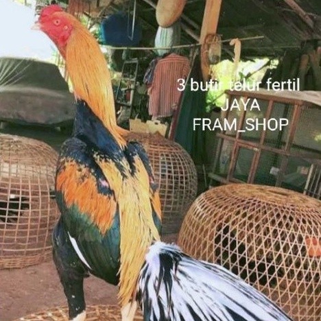 

promo!! telur ayam Bangkok ekor Lidy paket 3 butir