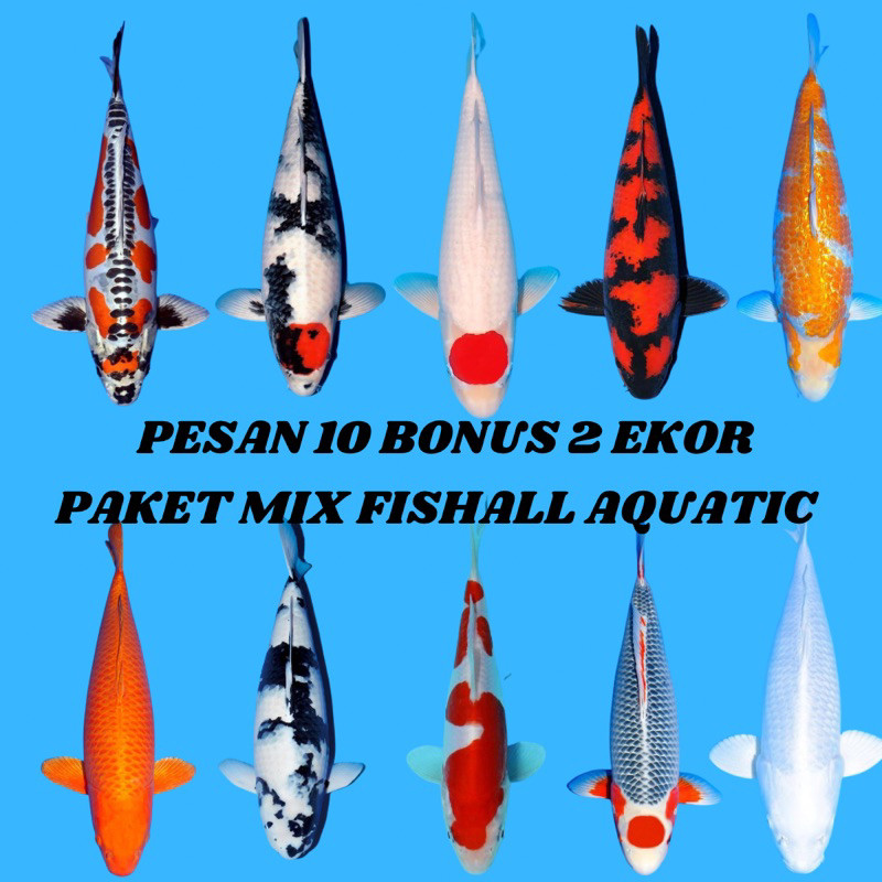 __ fishall aquatic | ikan koi blitar size 5-13cm upp - ikan hias air tawar - bibit ikan koi - ikan k