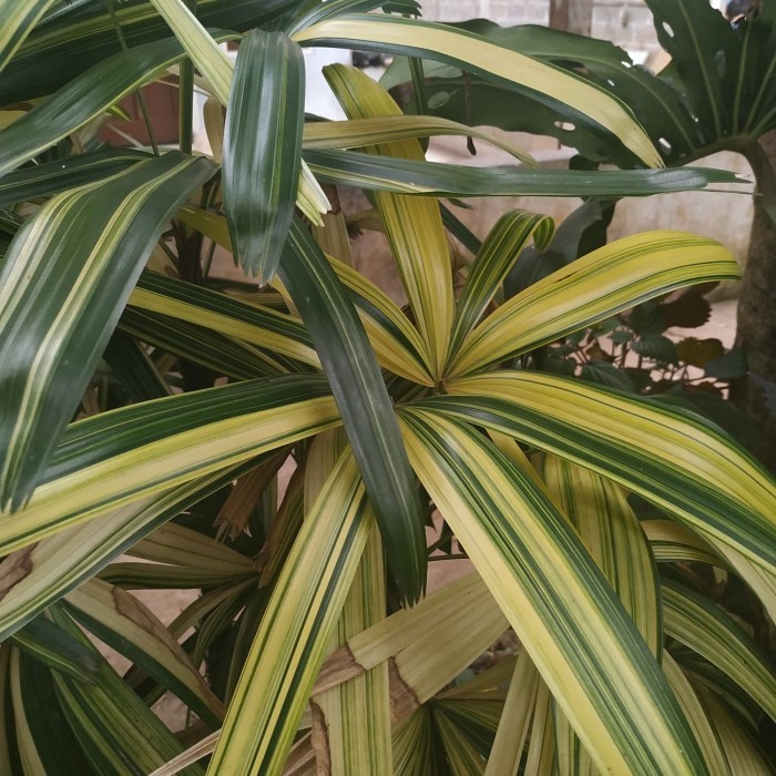 tanaman hias palm regu varigata-palem regu kuning