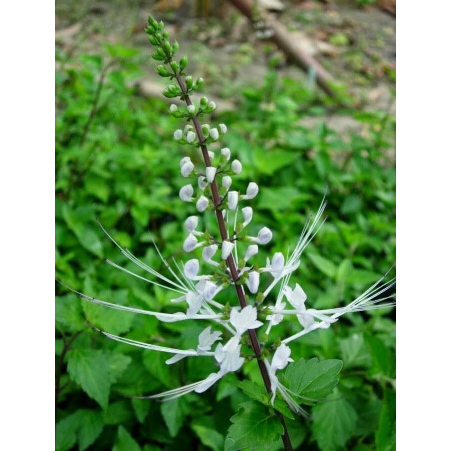 

Daun kumis kucing (1kg)