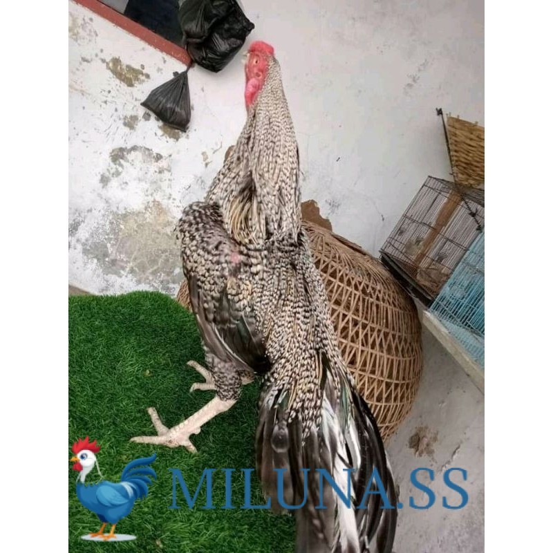 

FERTIL TELUR AYAM ASEL PUKUL LARI INDUK JUARA.. PROMO