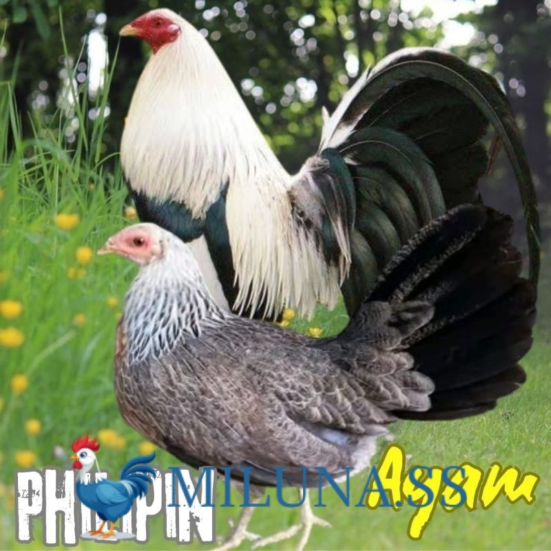 FERTIL TELUR AYAM philipin import  AK47 bisa untuk di tetaskan