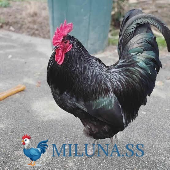 FERTIL TELUR AYAM black australorp  siap ditetaskan