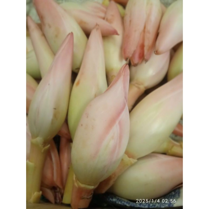 

Bunga Kecombrang 1Kg