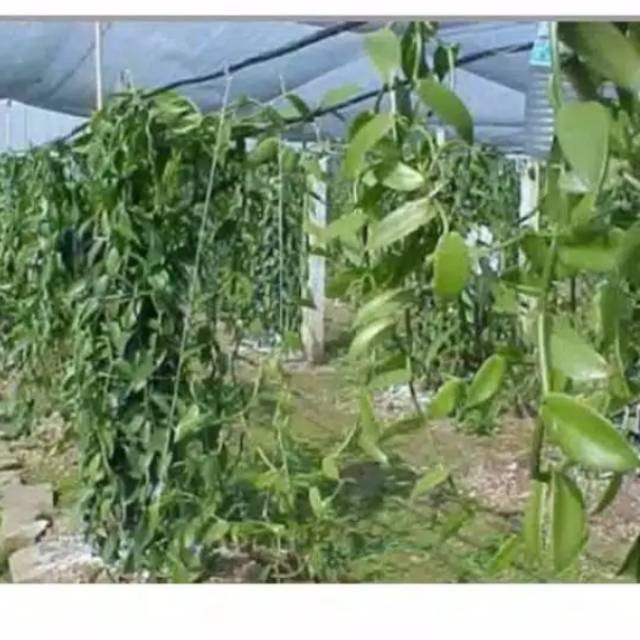 Bibit vanili planel unggul