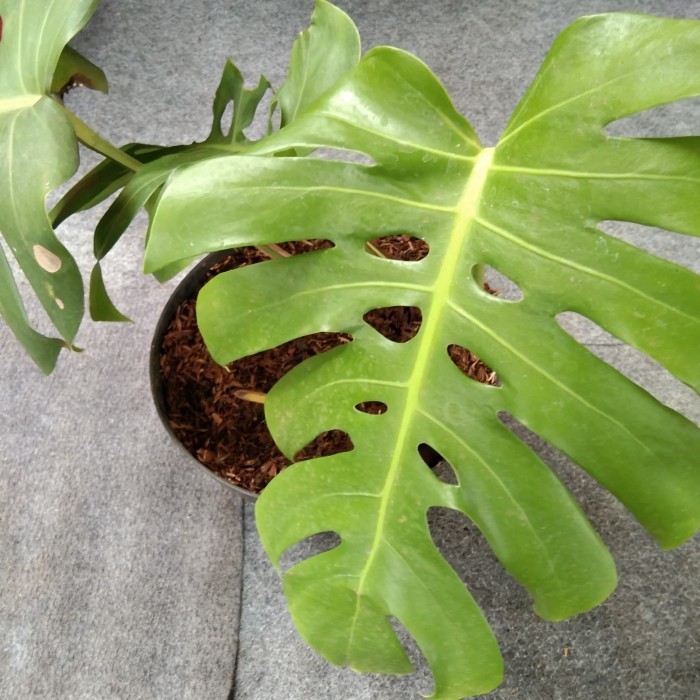 Tanaman hias monstera deliciosa brazil