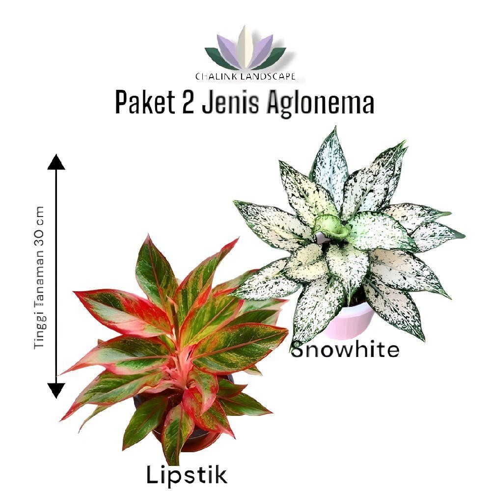 Paket 2 jenis Aglonema - Aglonema Lipstik - Aglonema Snow white - Aglonema - Tanaman pot