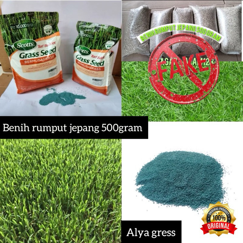 benih rumput jepang 500gram -bibit rumput jepang original
