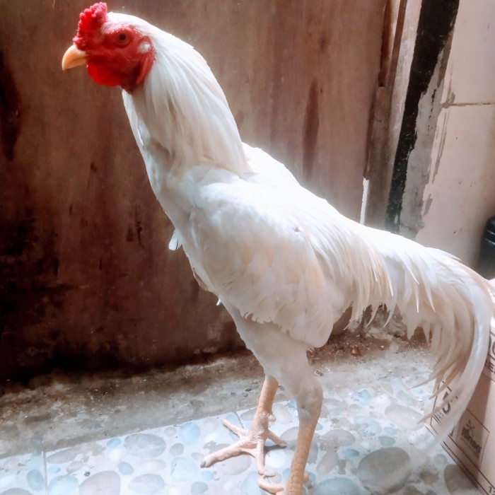 Ready Stock Ayam Jago kampung Putih/usia 6 bulan