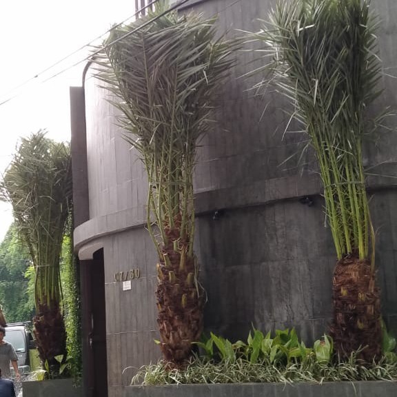 Palem kurma / Pohon palem kurma tinggi 2 meter batang keras