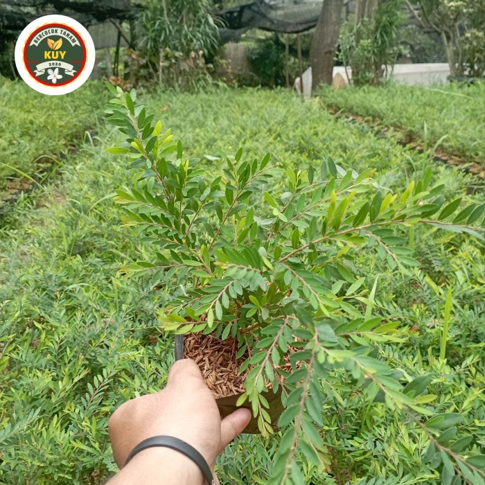 Tanaman Cendrawasih Tanaman Hias Cendrawasih