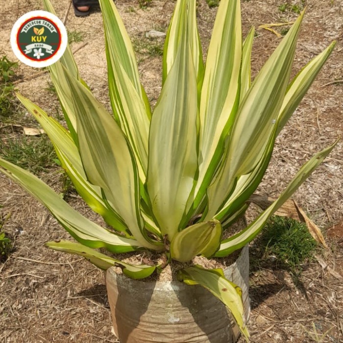 Tanaman Hias Agave Putih Tanaman Agave Besar